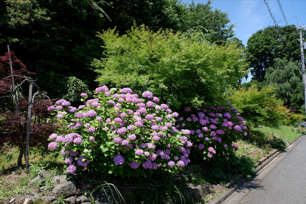 f:id:edwalk:20200621185749j:image