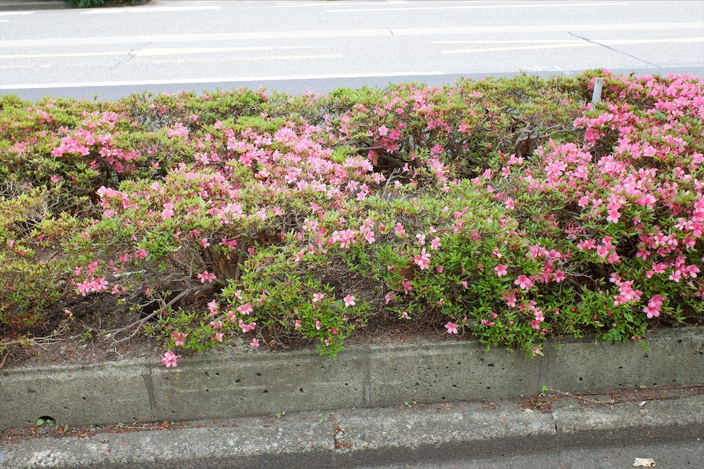 f:id:edwalk:20200622142939j:image f:id:edwalk:20200622142939j:image