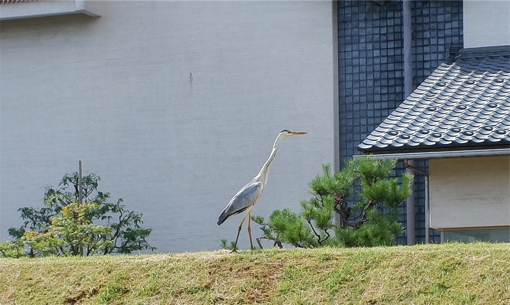 f:id:edwalk:20200720112549j:image