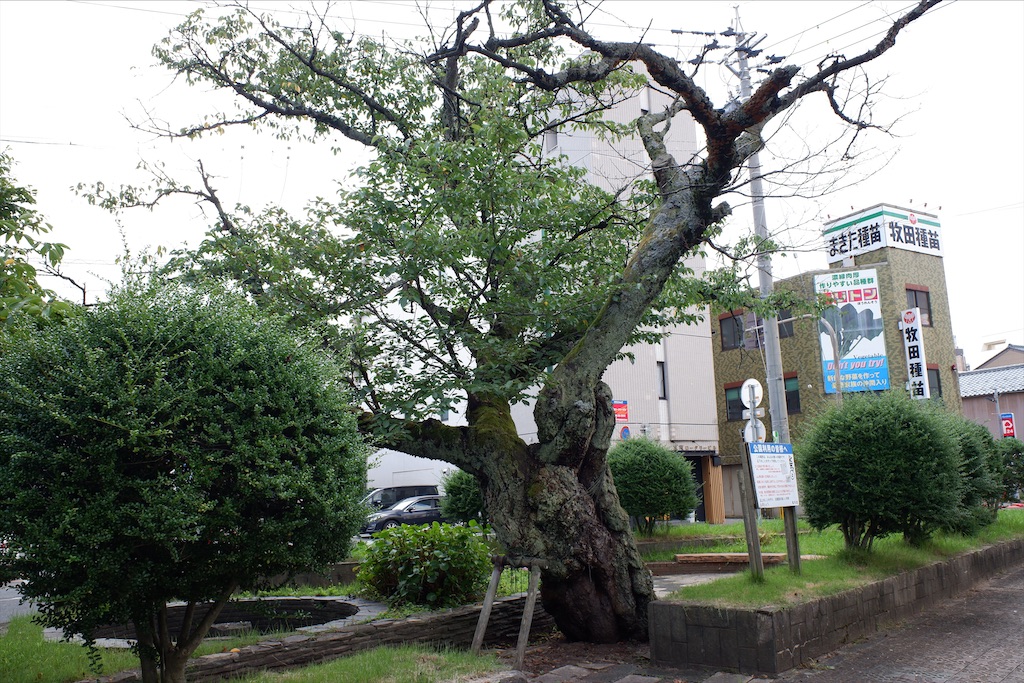 f:id:edwalk:20200806115801j:image