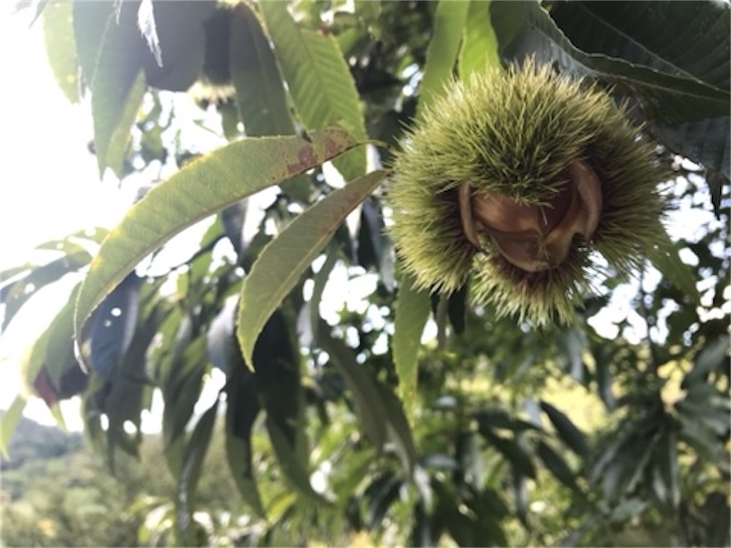 f:id:edwalk:20200923204946j:image