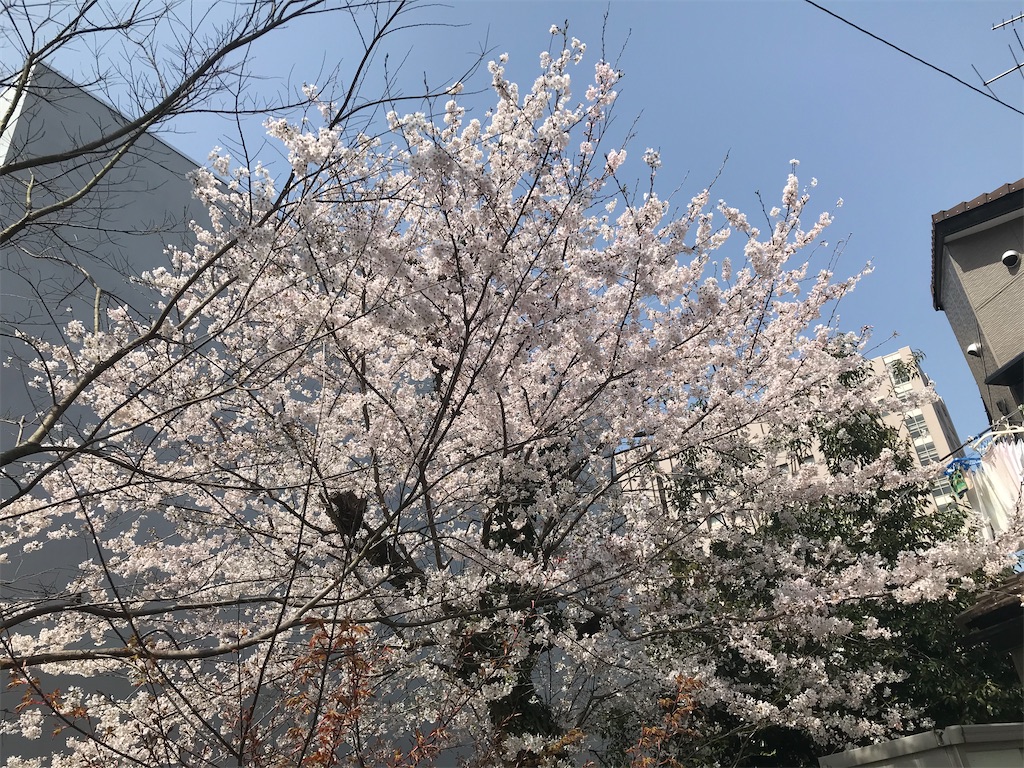 f:id:edwalk:20210329142538j:image f:id:edwalk:20210329142538j:image