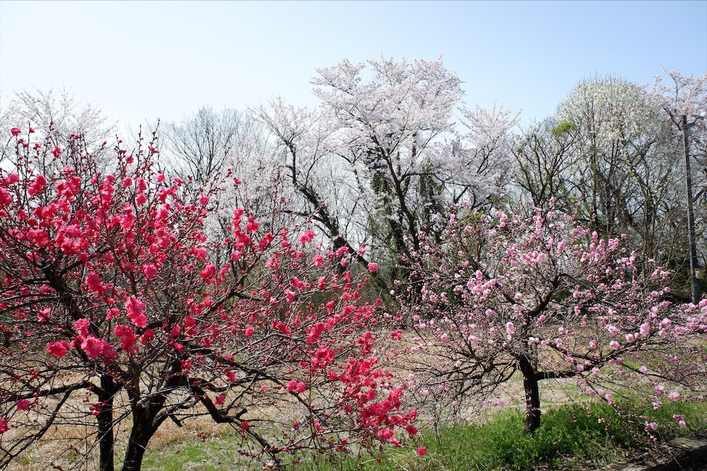 f:id:edwalk:20210401140510j:image