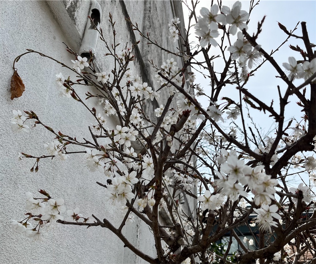 f:id:edwalk:20230312143151j:image f:id:edwalk:20230312143151j:image