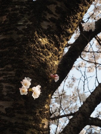 f:id:eebanam:20140414191421j:image f:id:eebanam:20140414191421j:image
