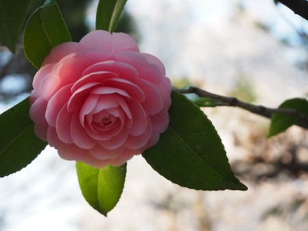 f:id:eebanam:20140414191426j:image f:id:eebanam:20140414191426j:image