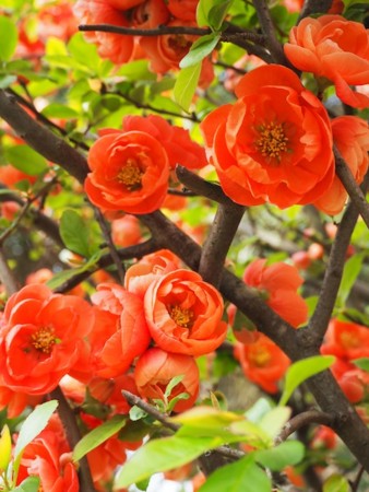 f:id:eebanam:20140420002244j:image f:id:eebanam:20140420002244j:image