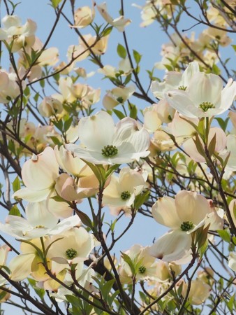 f:id:eebanam:20140427193823j:image f:id:eebanam:20140427193823j:image