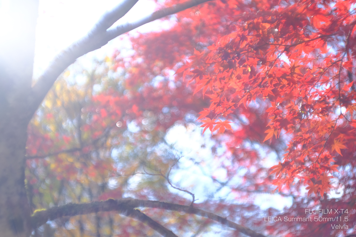 LEICA Summarit 50mm /f1.5】中野もみじ山の紅葉 - いーさんのブログ