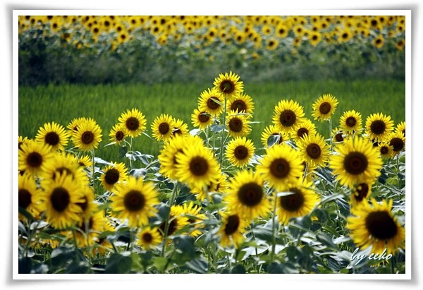 f:id:eeko2525:20100826075007j:image