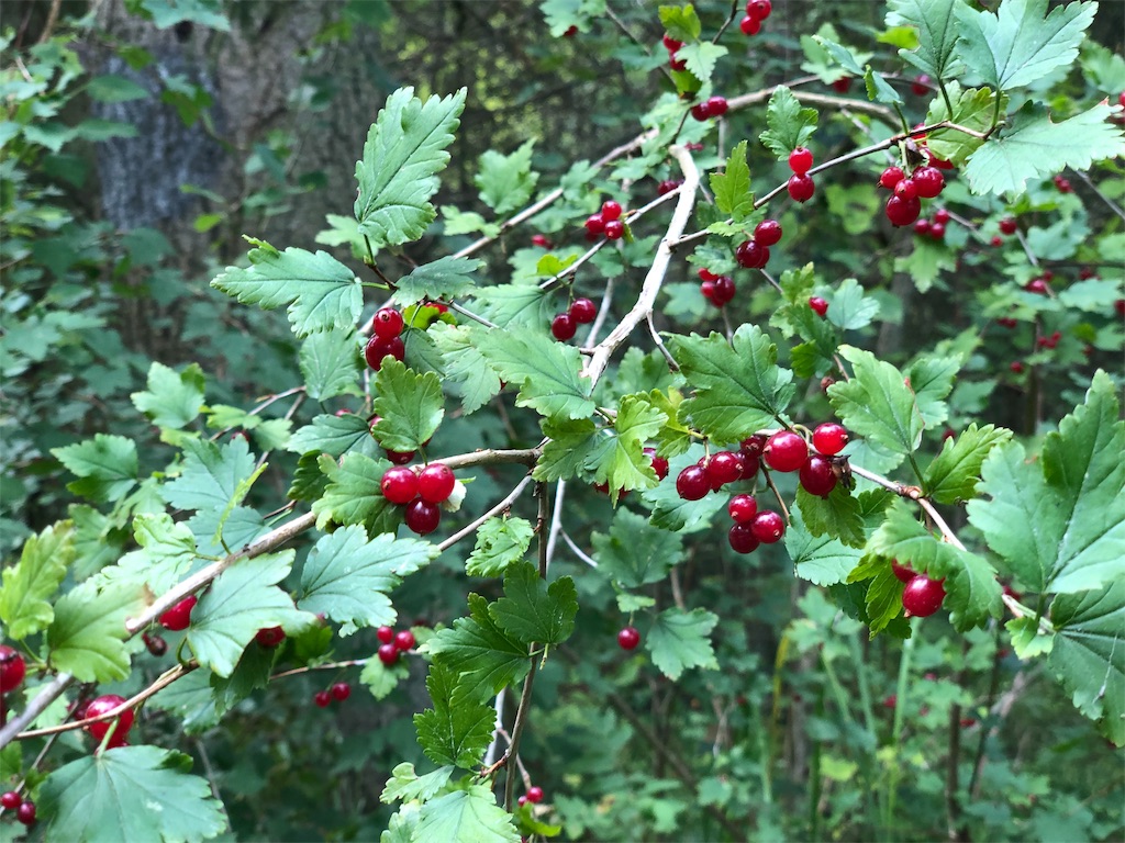 f:id:eesti:20190807180457j:image