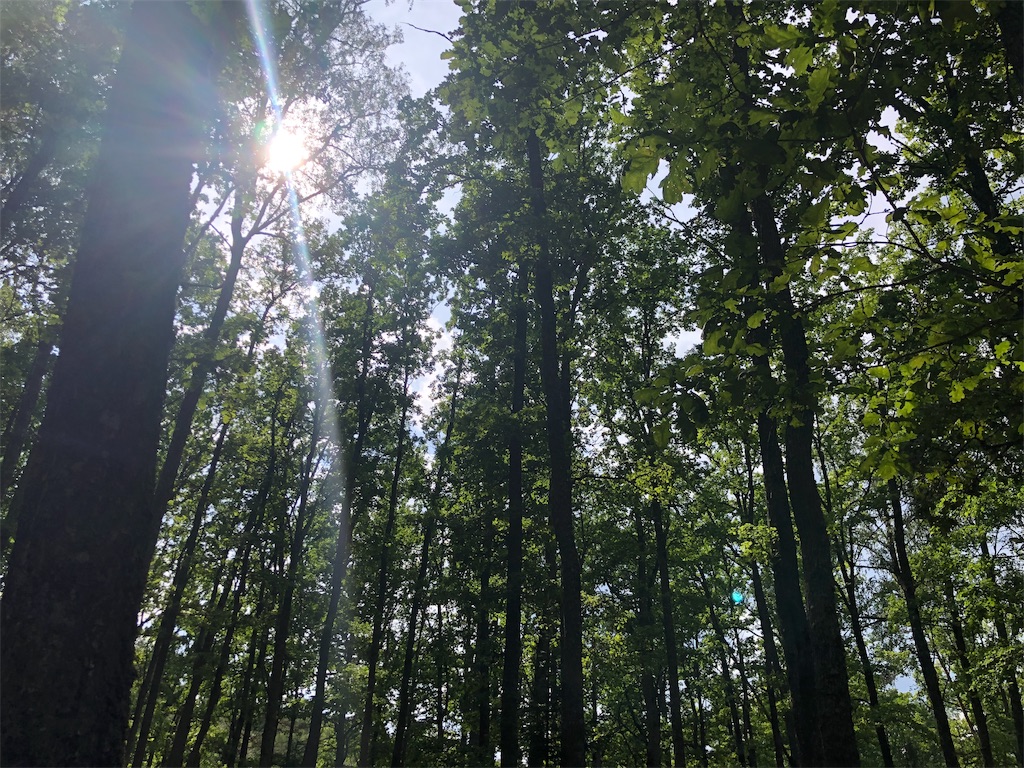 f:id:eesti:20190812062709j:image