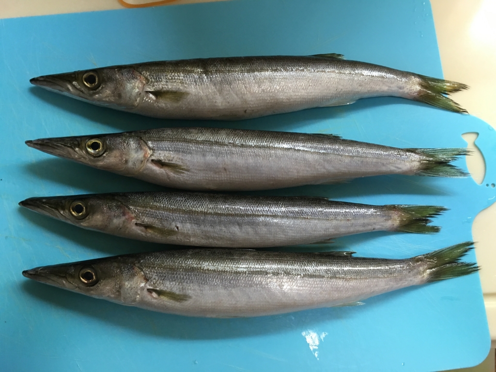 魚紹介 秋の味覚 獰猛ハンター カマス イーブイの遠洋漁業 魚紹介 秋の味覚 獰猛ハンター カマス イーブイの遠洋漁業