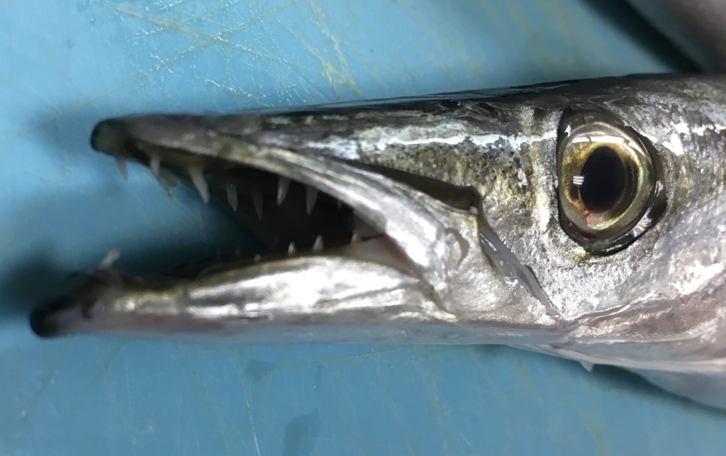 【魚紹介】秋の味覚 獰猛ハンター カマス イーブイの遠洋漁業 【魚紹介】秋の味覚 獰猛ハンター カマス イーブイの遠洋漁業