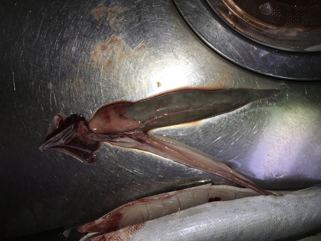 魚紹介 秋の味覚 獰猛ハンター カマス イーブイの遠洋漁業
