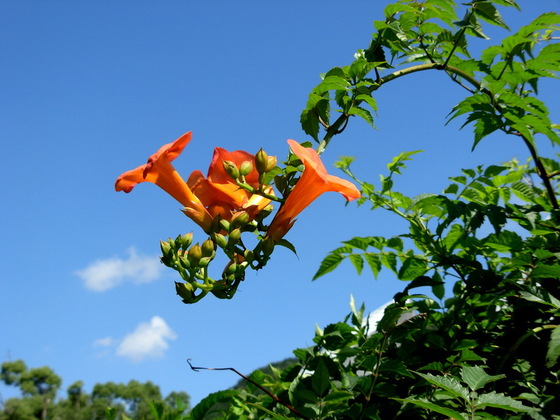 20080718095815