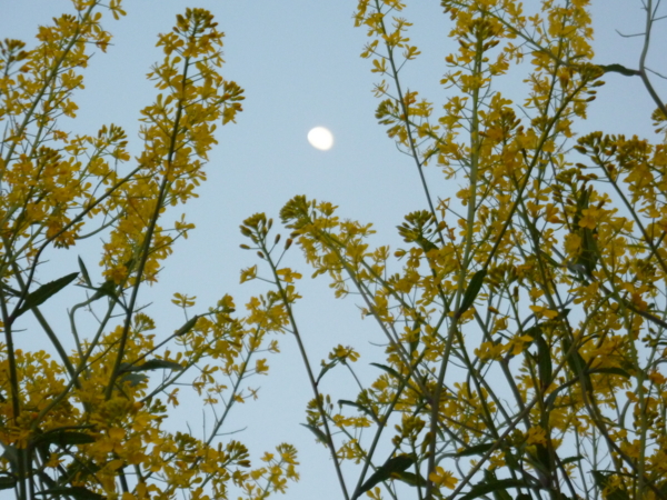 f:id:eeyannka:20110414183442j:image
