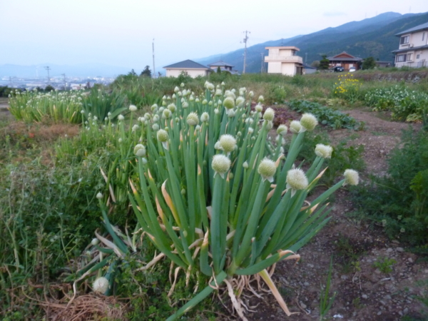 f:id:eeyannka:20110424184716j:image