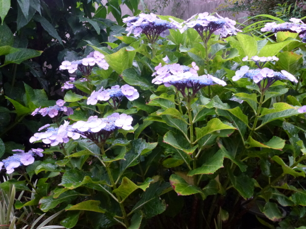 f:id:eeyannka:20120617055842j:image:w360
