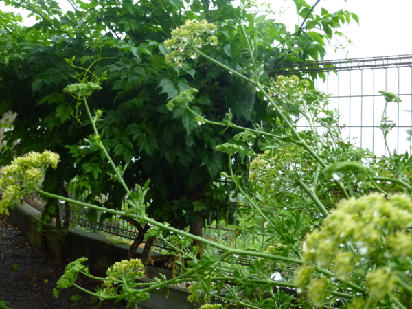 f:id:eeyannka:20120617061113j:image:w360
