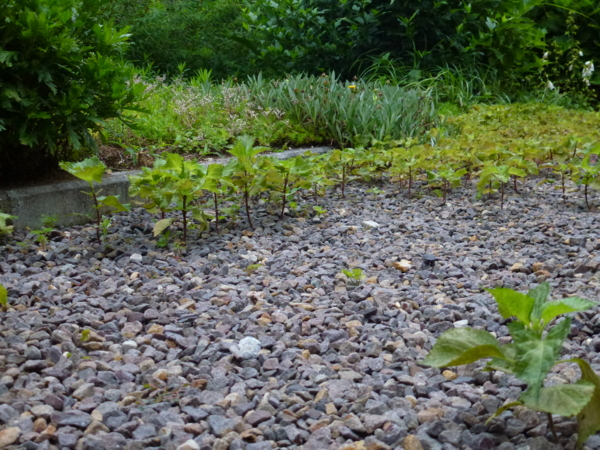 f:id:eeyannka:20120623051301j:image:w360