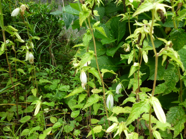 f:id:eeyannka:20120628091710j:image:w360
