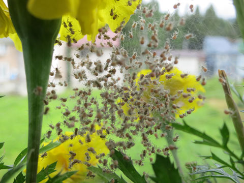 f:id:eeyannka:20120703050223j:image:w360