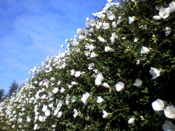 f:id:eeyannka:20120730075421j:image:w360