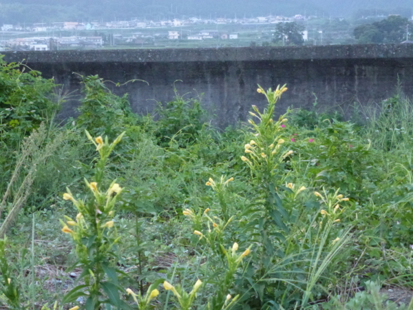 f:id:eeyannka:20120914180440j:image:w360