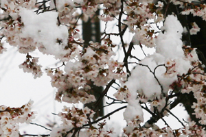 f:id:eeyannka:20150408134449j:image:w360