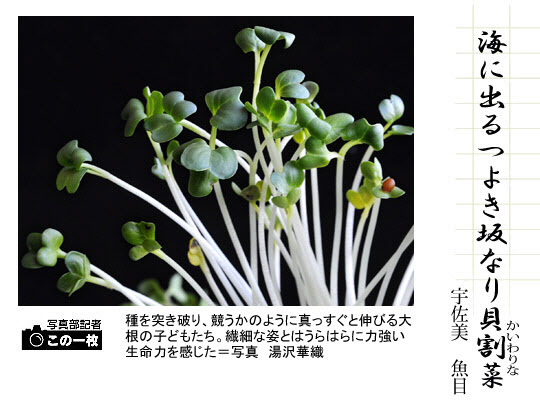 f:id:eeyannka:20150822112126j:image:w360