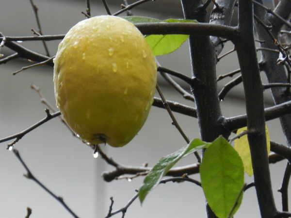 f:id:eeyannka:20161201031426j:plain