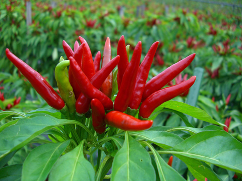 f:id:eeyannka:20170903080358j:image:w360