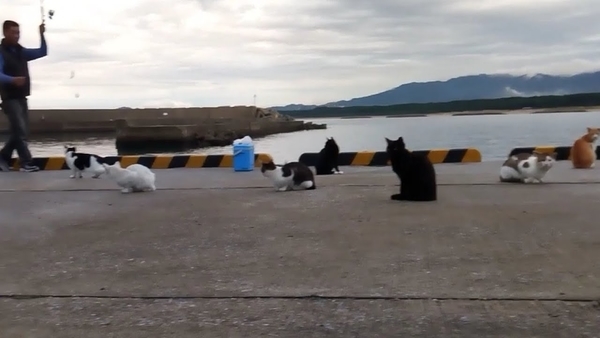 f:id:eeyannka:20181011190348j:image:w360