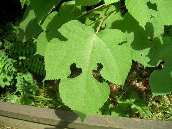 愛用 梶の葉 eeyannkaの日記 - 葉