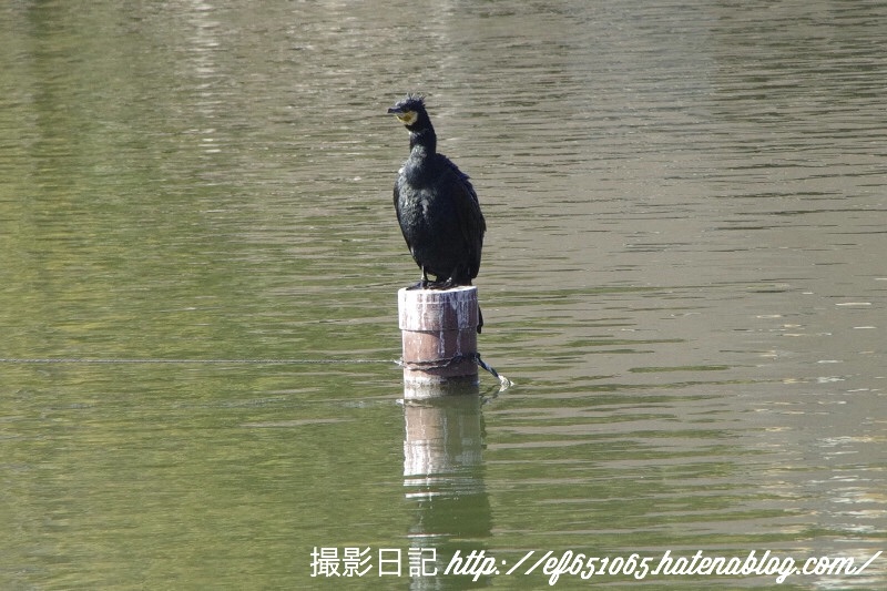 f:id:ef651065:20180206124706j:image