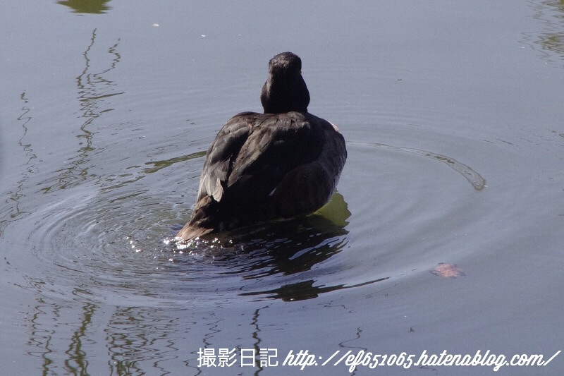 f:id:ef651065:20180206124721j:image