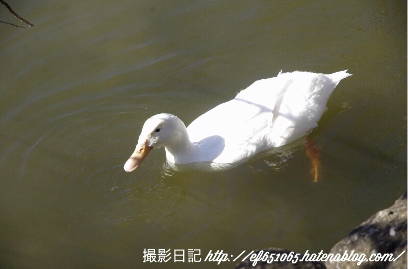 f:id:ef651065:20180206124751j:image