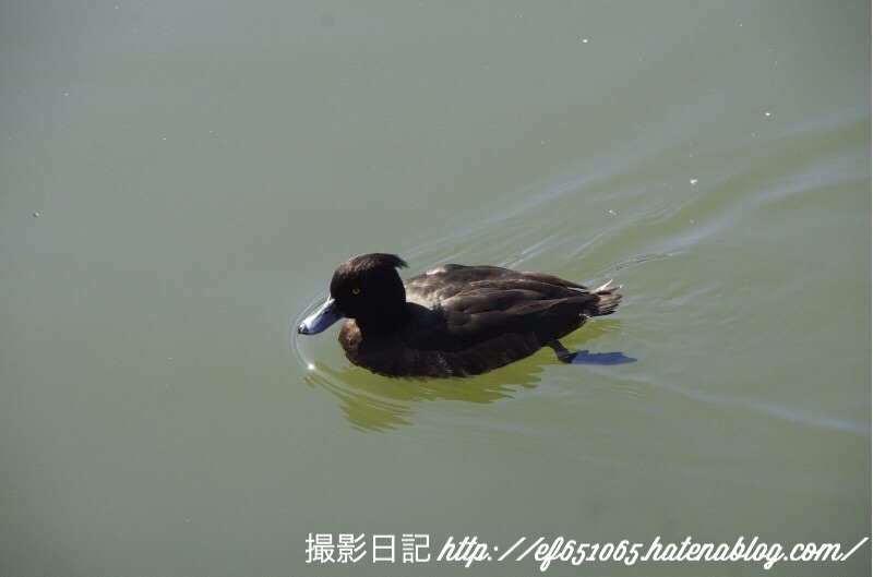 f:id:ef651065:20180206124843j:image