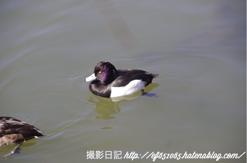 f:id:ef651065:20180206124902j:image