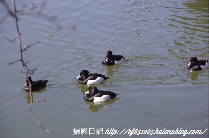 f:id:ef651065:20180206124918j:image