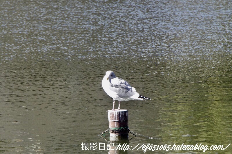 f:id:ef651065:20180206125012j:image