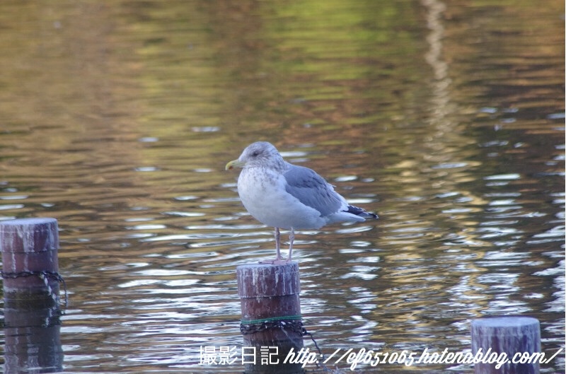 f:id:ef651065:20180208155412j:image