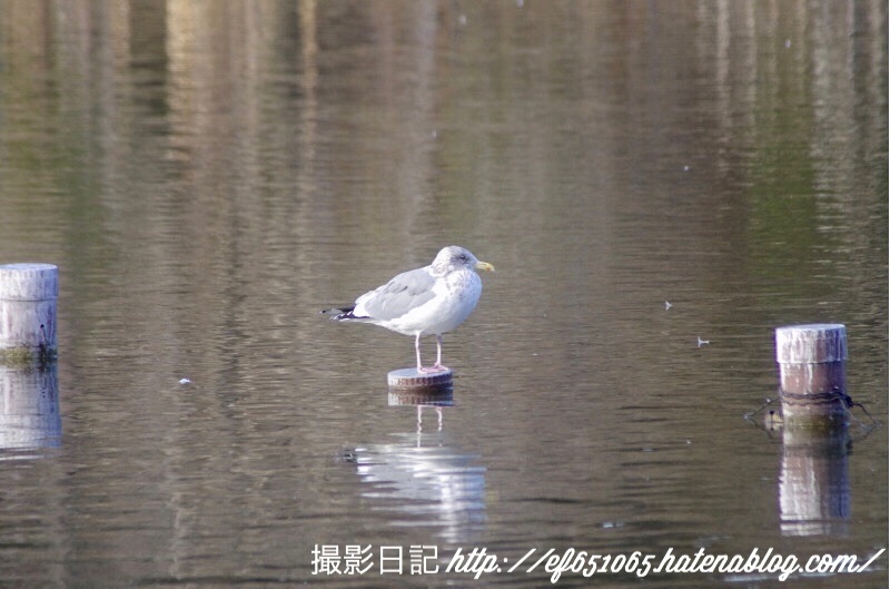 f:id:ef651065:20180208155431j:image