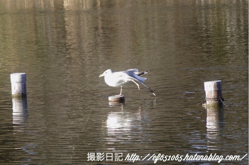 f:id:ef651065:20180208155448j:image