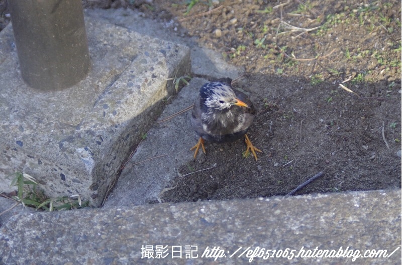 f:id:ef651065:20180208155521j:image