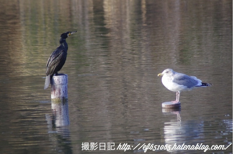 f:id:ef651065:20180208155741j:image