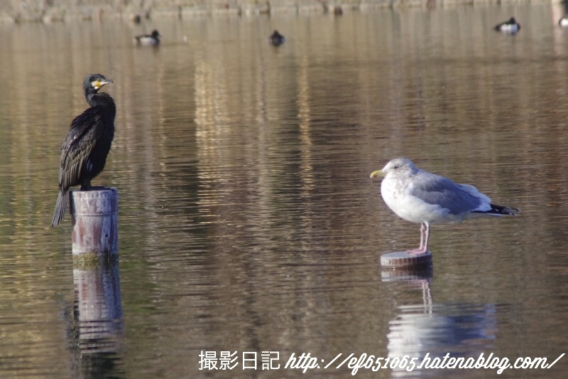 f:id:ef651065:20180208155804j:image