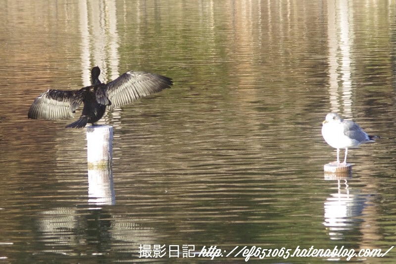 f:id:ef651065:20180208155820j:image