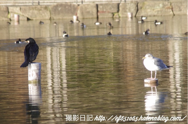 f:id:ef651065:20180208155844j:image